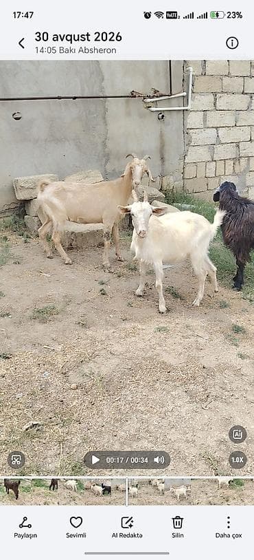 keci sudluk: Sarı bogazdı 1 ci qarın el kecileridi Məhsul təsviri: - Ağ və bej — 2