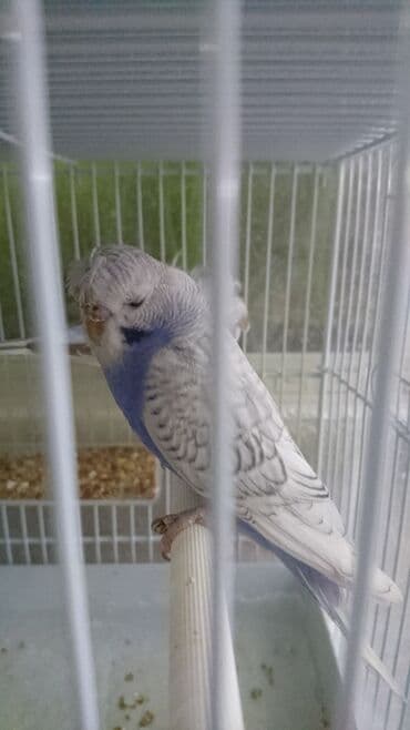 попугай ара цена: Попугаи — 15