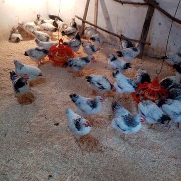 kend teserrufati avadanliqlari satisi: F6-serebrist cücələr satılır vitamin və dərmanlar verilib tam sağlam — 7