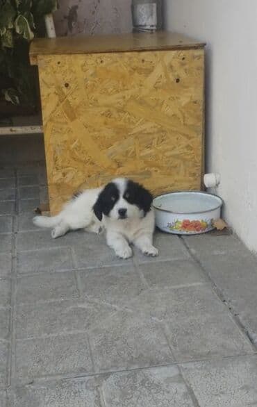 it qovan aparat: Pekines, 1 ay, Dişi, Peyvəndli, Ödənişli çatdırılma — 1
