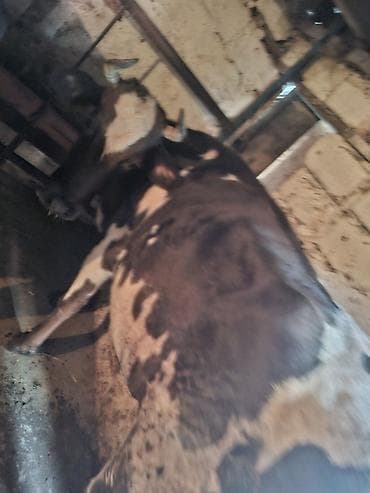 qax heyvan bazarı: Dişi, Simental, il: 5, 500 kq, Damazlıq, Südlük, Ödənişli çatdırılma — 2