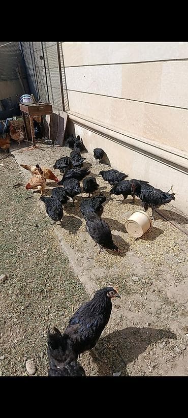 gence toyuqlar: Təmiz qan avstraloplar satılır. Biri 20 m. 4 aylıqdırlar. qarışıq — 2