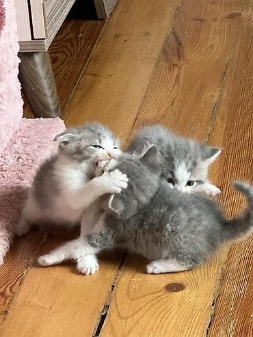 pişik evi: Şinşilla, Yaxşı əllərə — 3