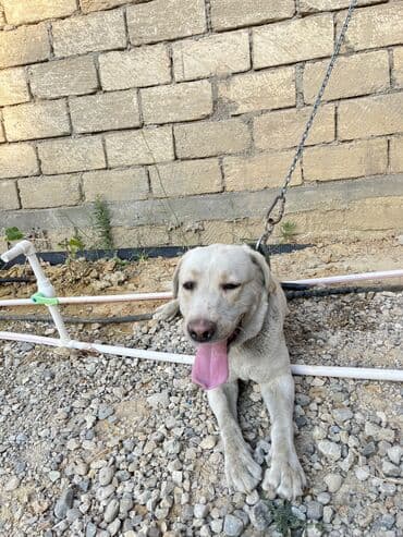 itler piknes: Labrador-retriver, 3 il, Erkek, Sənədli, Ünvandan götürmə — 11