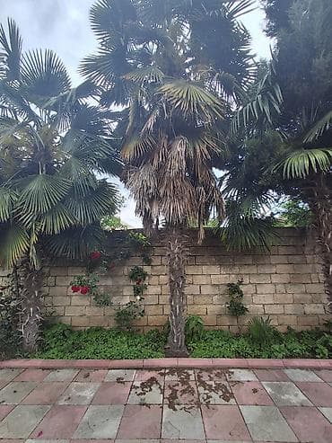 divan ustu ortukler: Palma agaci her biri 300 azn Toplam 5 eded Gorkemli ve dozumlu palma — 2