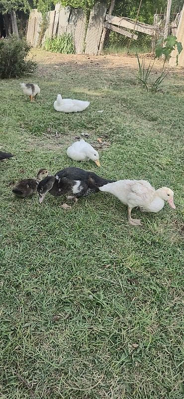 Утки: Muscovy (indi ördəyi) balaları satılır - Cins: Muscovy/indi ördəyi - — 4