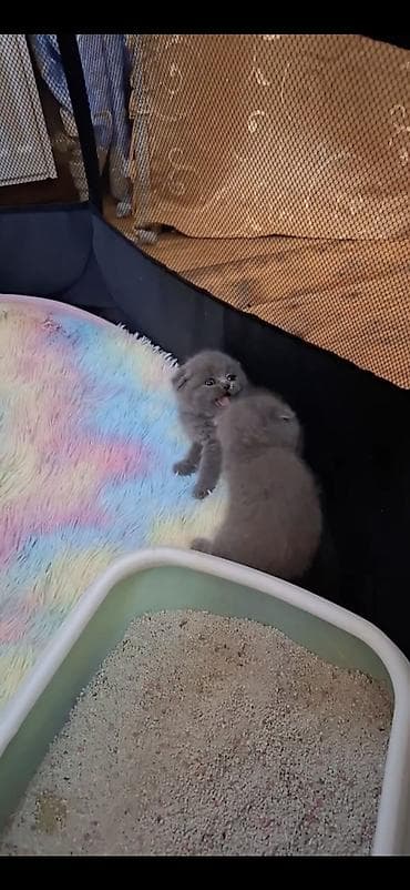 pişik: Şinşilla, Erkək, Dişi — 4