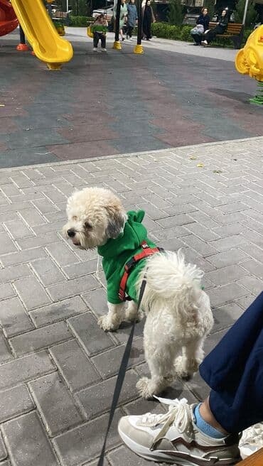 afçarka satılır: Satılır: Maltipu erkək it (1 yaş 5 aylıq) 🐶 Tam sağlam, mehriban və — 1