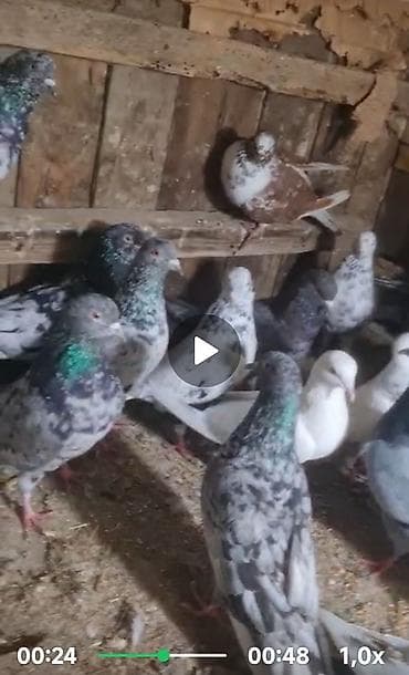 goyercın: Məhsul: Ev göyərçinləri – müxtəlif rəng və naxışlarda uçan və — 1