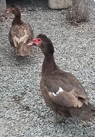 ördək balası: Qiymət cütünə aiddi.Ünvan bərdə rayon çatırlma var.Qırmızı öküz digər — 1