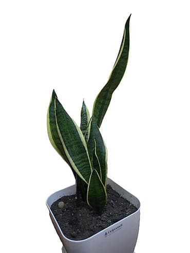Çöl bitkiləri: Sansevieriya "Laurentii" (Qayınana dili) dibçəkdə ​Sansevieria otaq — 2