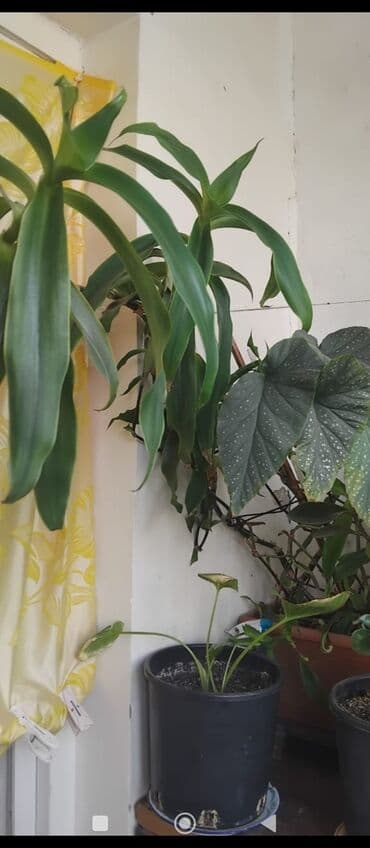 куплю комнатные растения: Məhsul: Otaq gülləri (saksıda) Təsvir: - Şəkillərdə müxtəlif — 15