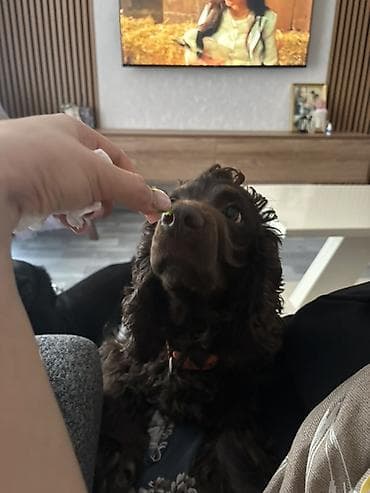 сколько стоит собака бу: Cocker spaniel Cütləşməyə dişi axtarırıq Unvan binə qəsəbəsi. Alex — 8