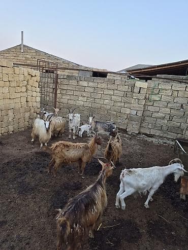 saanen kecisi: 2dənədə balalı keçi içində Bozbaş və anglo-nubian qarışığı yerli — 6