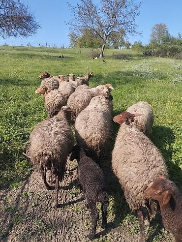 ana ari satışı: 14 dene saglam cavan qoyunlar satilir . 2 si balalıdi. Öz — 4