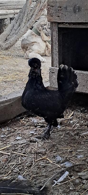 azerbaycanda it adlari: Toyuq, Damazlıq — 8