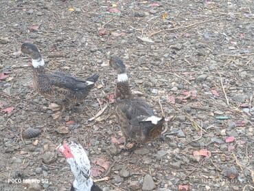 yerli inək cinsləri: Salam Aleykum Cavan ördeklerdi Bu ilin fevral ayında çıxanlardı.öz — 5