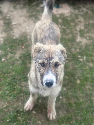 quzu qiymətləri: Qurdbasar, 5 ay, Erkek, Ünvandan götürmə — 3