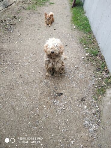itler haski: İki it bir yerdə təqdim olunur. - İt 1: Açıq bej rəngli, uzun və — 2