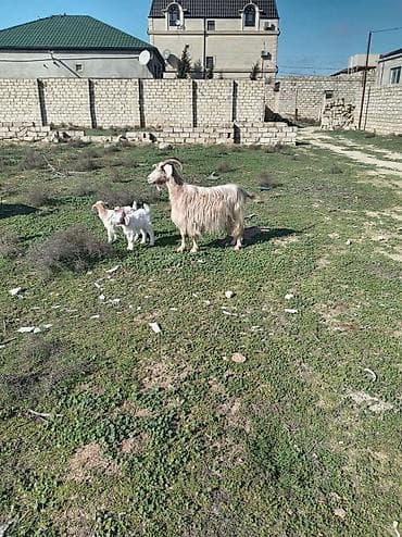 Satış: Qoyun-keçi təsərrüfatı üçün ana keçilər və balaları - Növ