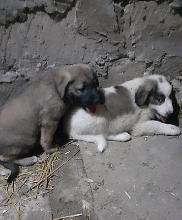 itlerin cutlesmesi: Alabay, 1 ay, Dişi, Ünvandan götürmə — 4