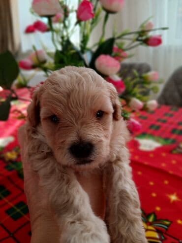 mehriban unun qiymeti: Пудель — 4