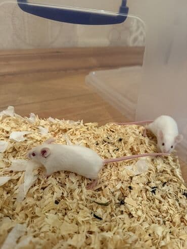 Boşqablar: Ağ rəngli dekorativ siçanlar - Rəng: tam ağ, çəhrayı quyruq və — 2