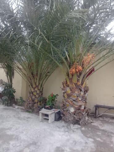 palma agaci satilir: Salam 3 eded Xurma palmaları – dekorativ və meyvə verən ağac - Növ — 3