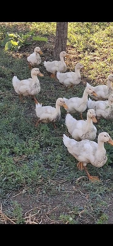 danişan quş: Ağ rəngli cücədən böyüməkdə olan ördəklər - Növ: yerli ağ ördək (sarı — 1