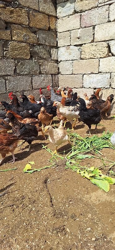 inqivator cuce: Toyuq cücələri, Damazlıq, Ödənişli çatdırılma — 1