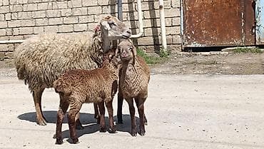 qoçlar: Qoyun ailəsi – ana qoyun və iki quzu - Növ: yerli qoyun (ana) və iki — 5