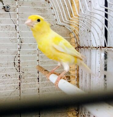 Limon rəngində olan 1 yaşlı cüte hazır erkək qiyməti 70 manat