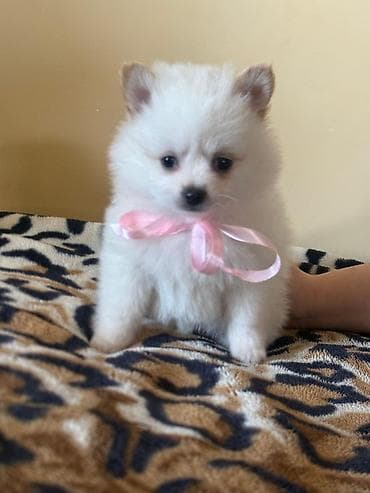 avcarka bala: Şpitz — 2