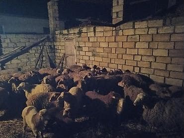 xudat heyvan satışı: 12 baş balalı,5 baş şeg, ümumi sayı 29 — 6