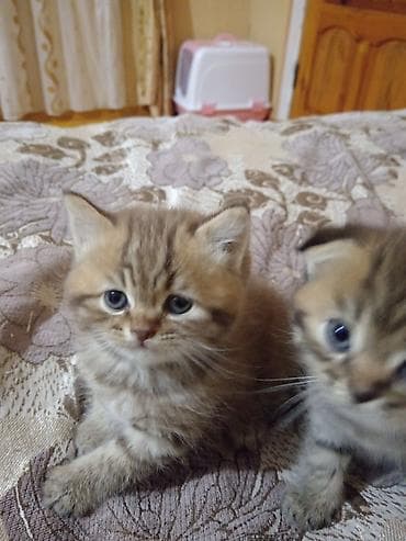 silver sinsilla: Şotland uzun tüklü, Erkək, Yaxşı əllərə, Ödənişli çatdırılma — 10