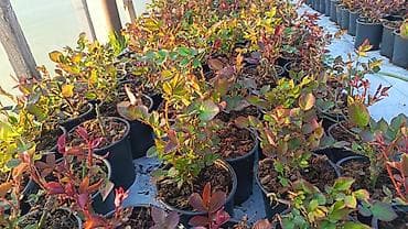 dekarativ aqaclar: Məhsul: İstixanada yetişdirilən dekorativ çiçəkli saksı bitkiləri — 9