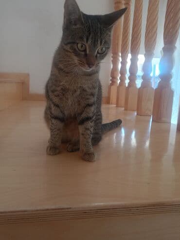 doberman balası: Tabbi, Dişi, Yaxşı əllərə, Pulsuz çatdırılma — 3