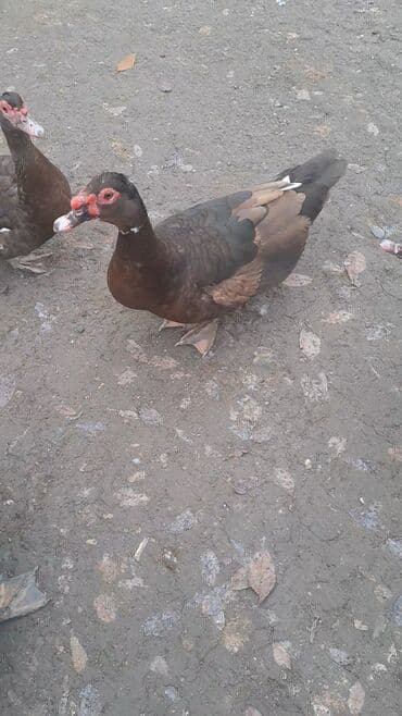 Toyuqlar: Krasnadar sortu erkək dişi ördəy satılır fərələr 30 erkək 40 manat — 1