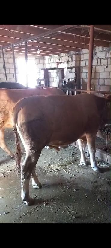 broyler cuce satisi: Satılır: Qara‑ağ rəngli, erkey dana - Növ: Mal-qara (buzov) - Rəng — 5