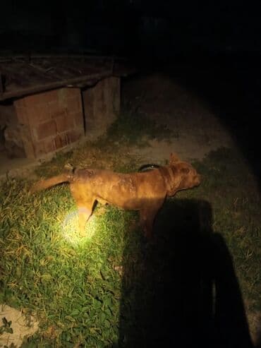 İtlər: Pitbul, 3 il, Erkek, Peyvəndli, Ünvandan götürmə