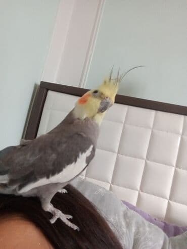 мейн кун купить в баку: 9 aylıq sağlam korella təcili satılır 9 ayliqdir erkekdir yem qabı si — 1