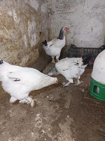 Собаки: Brahma cinsli toyuqlar 4 ədəd yumurtayan brahama fərə satılır. qiymət — 4