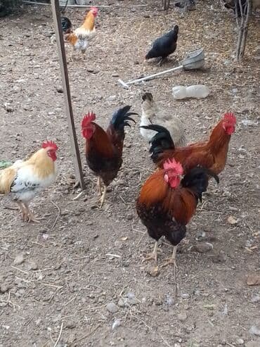 клетки для бойцовых петухов: Məhsul: Ev quşları – xoruz və toyuqlar Təsvir: - Həyət şəraitində — 1