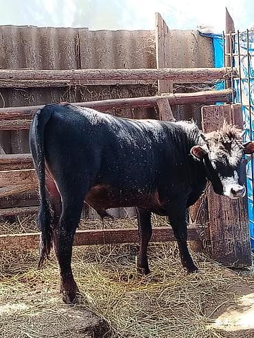 qax heyvan bazar: Salam alekum Allah satanada alanda xeyir versin 2 erkək dana 1 dişi — 3