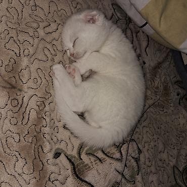 samoyed satisi: Şinşilla, Dişi — 5