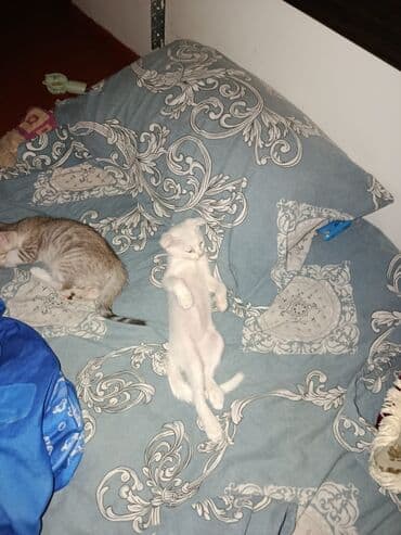 мейн кун купить в баку: Yaxşı əllərə — 5