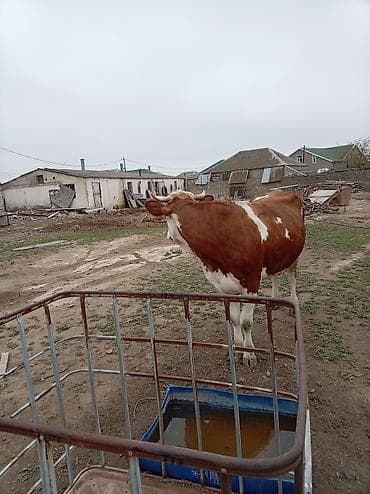 i̇nekler: Simental tipli qırmızı-ağ rəngdə inək. - Böyük cüssəli, sümük quruluşu — 10