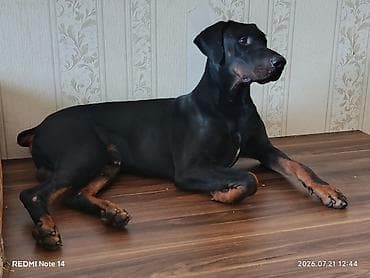 ən gozəl itlər: Doberman, Erkek, Cütləşmə üçün — 1