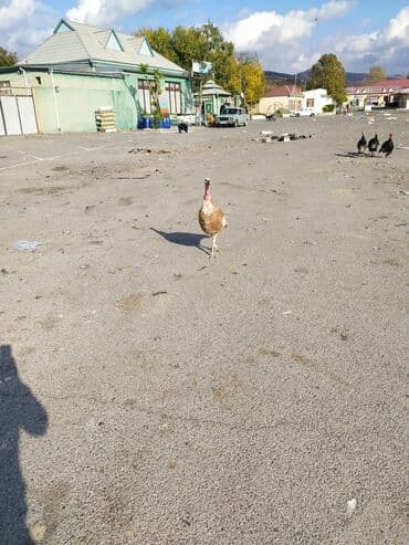 K/t heyvanları üçün mallar: Qiyməti razılaşma yolu ilə — 5