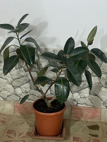 Bitki dərmanları: Fikus 5 növ. Aralarında gül açan növüdə var. Almaq istəyənə endirimli — 7